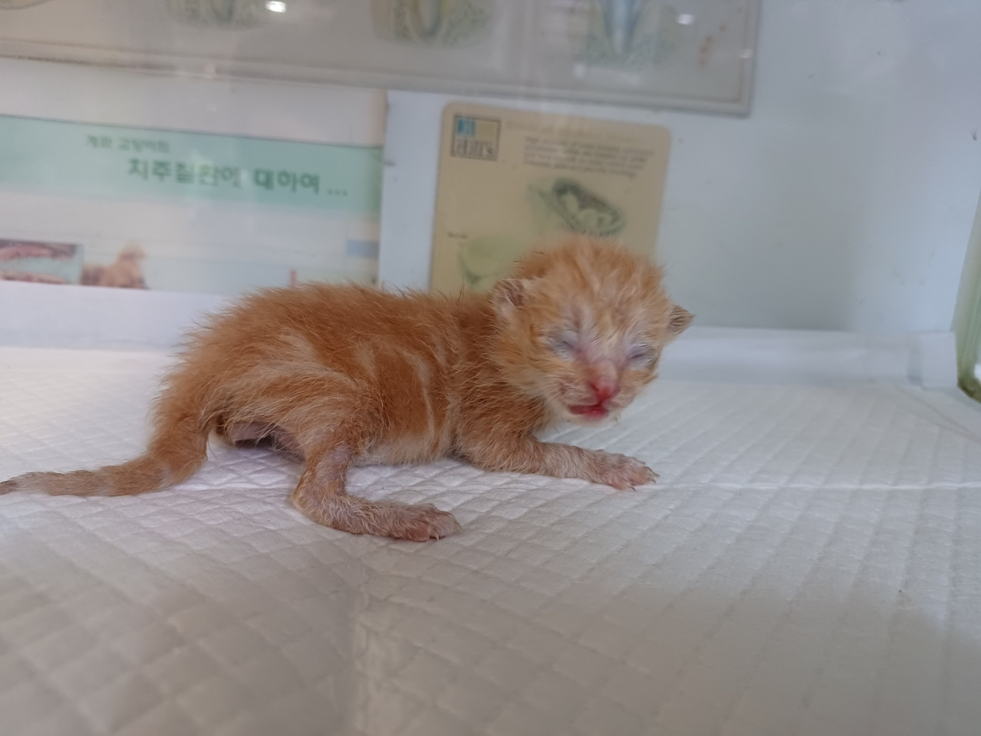 한국 고양이 이미지 파일 입니다.